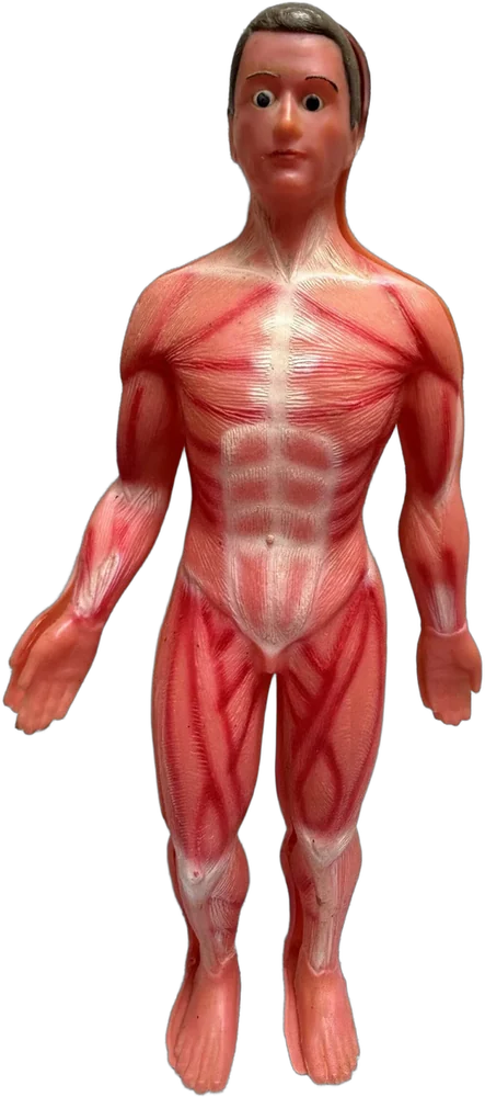 Vintage Muñeco Anatomía Humana Incompleto Coleccionable — imagen 1