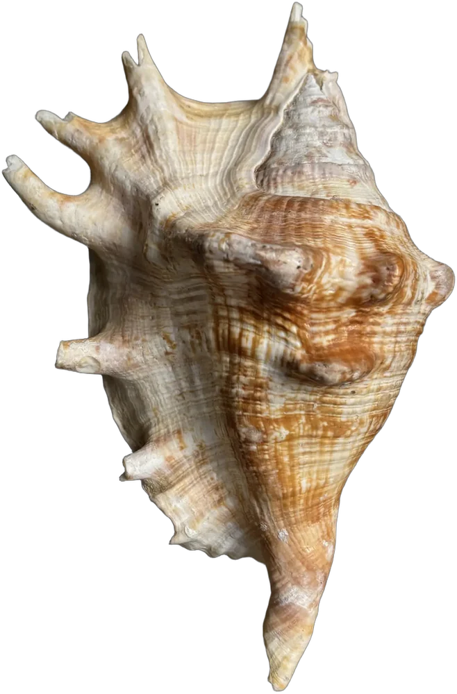 Vintage Caracol De Mar Decoración